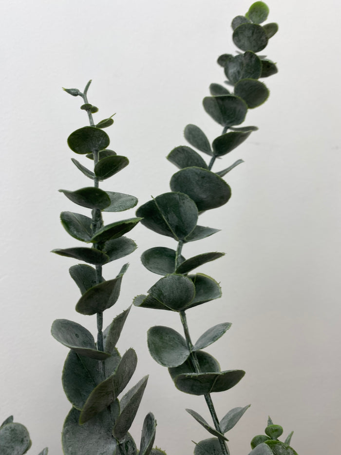 Eucalyptus Elegance Spray