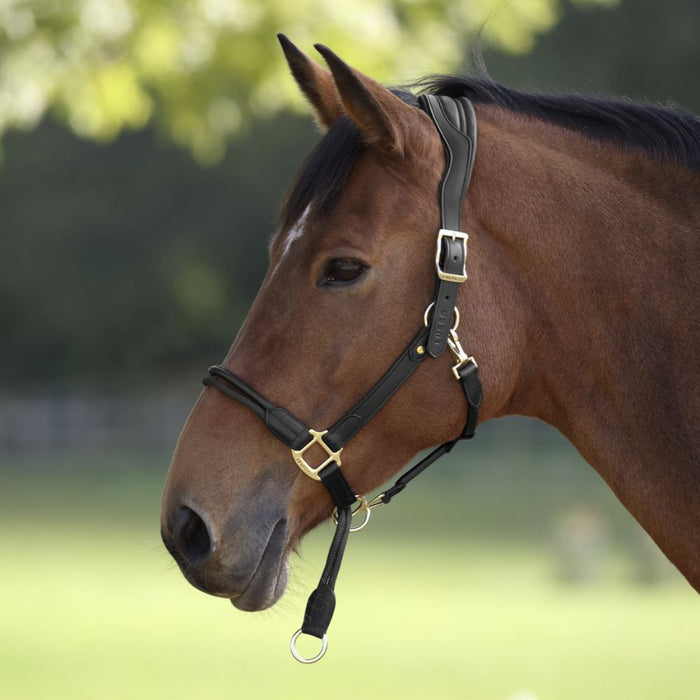 Lusso Soria Padded Leather Control Halter