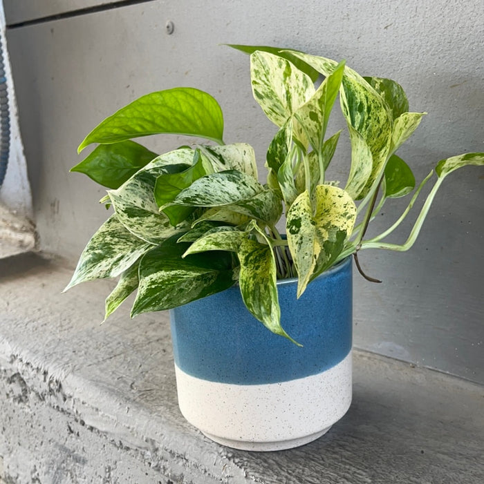 Marble Queen In Bermuda Planter Houseplant