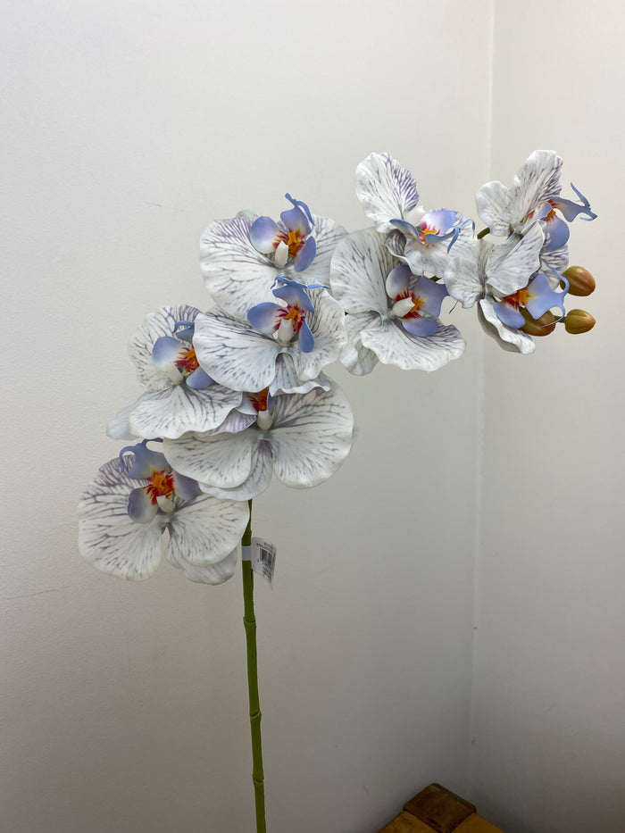 Blue Phalaenopsis Orchid Spray
