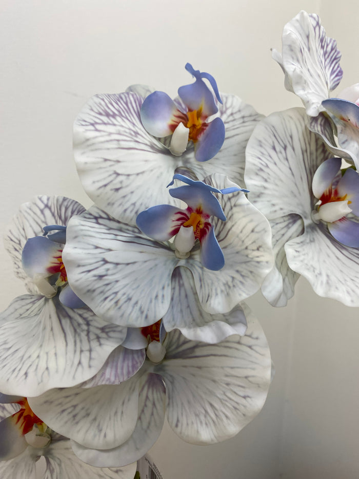 Blue Phalaenopsis Orchid Spray