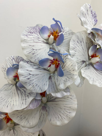 Blue Phalaenopsis Orchid Spray