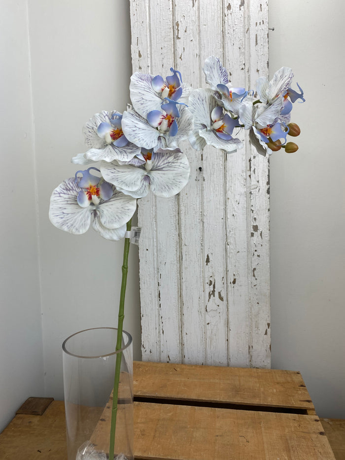 Blue Phalaenopsis Orchid Spray