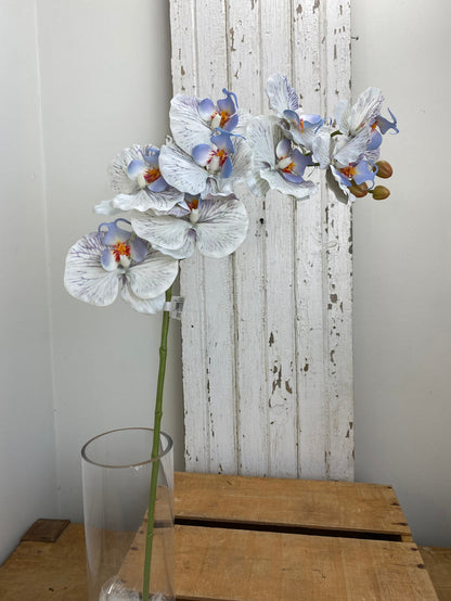 Blue Phalaenopsis Orchid Spray