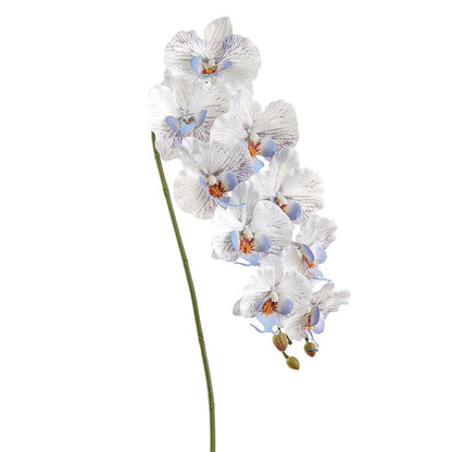 Blue Phalaenopsis Orchid Spray
