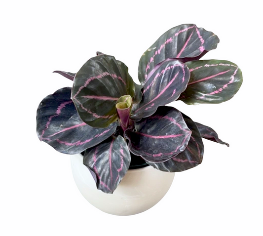Calathea Dottie In Marble Planter Houseplant