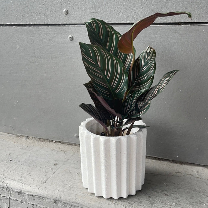 Calathea Ornata In Rome Planter Houseplant