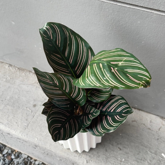 Calathea Ornata In Rome Planter Houseplant