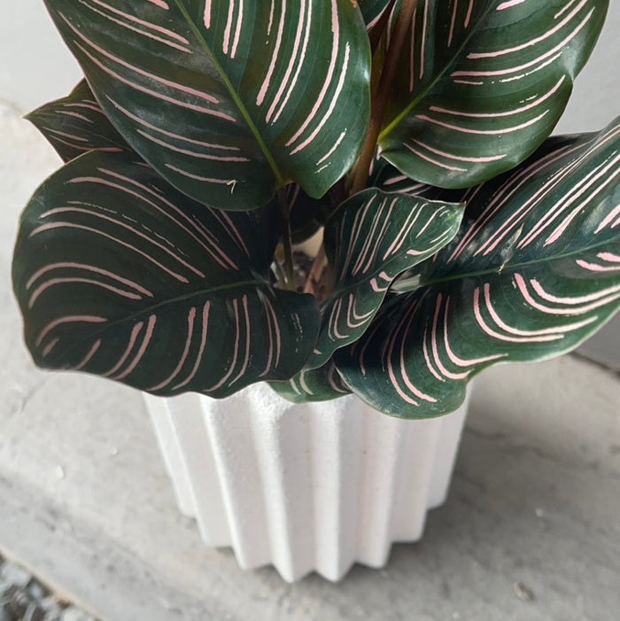 Calathea Ornata In Rome Planter Houseplant