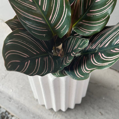 Calathea Ornata In Rome Planter Houseplant