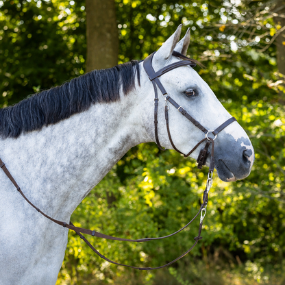 light grey horse with a brown jaw cross under bitless brown bridle against a forest background