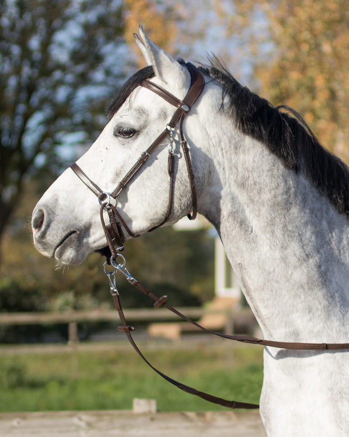 grey horse with a brown ceto bitless bridle from qhp and matching reins
