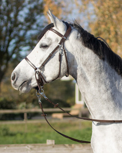 grey horse with a brown ceto bitless bridle from qhp and matching reins