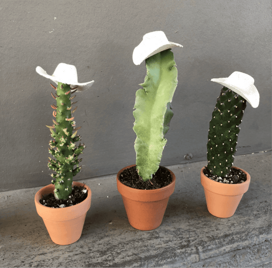 Cowboy Cacti Trio Houseplant