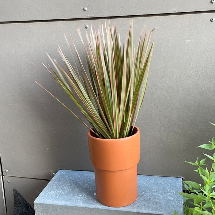 Dragon Tree In Terracotta Planter Houseplant