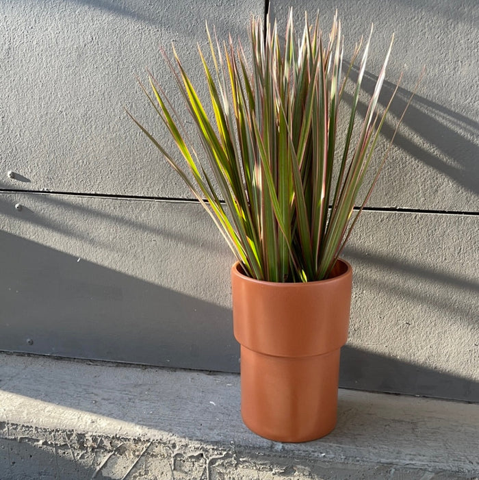 Dragon Tree In Terracotta Planter Houseplant