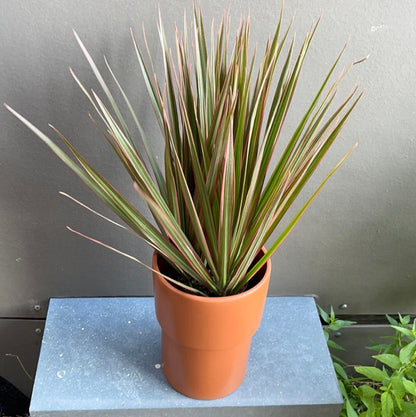 Dragon Tree In Terracotta Planter Houseplant