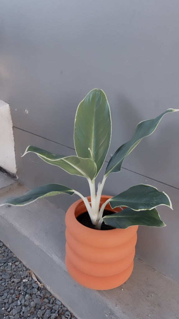 Edgy White Aglaonema In Tubular Matte Terracotta Houseplant