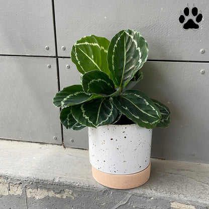 Emerald Calathea In Brea Planter Houseplant