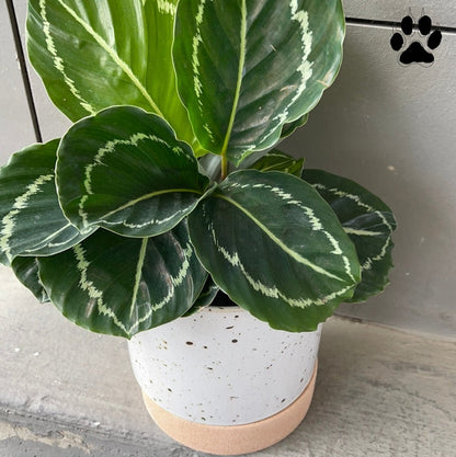 Emerald Calathea In Brea Planter Houseplant