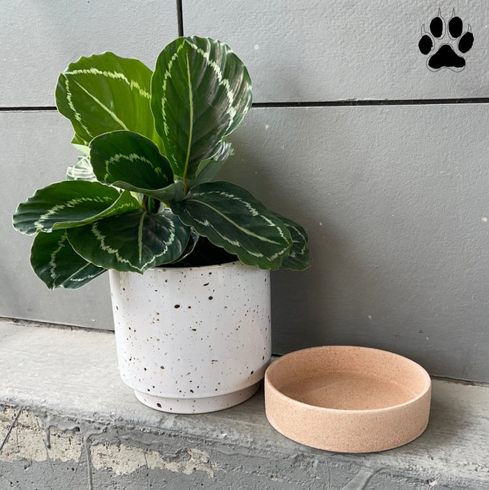 Emerald Calathea In Brea Planter Houseplant
