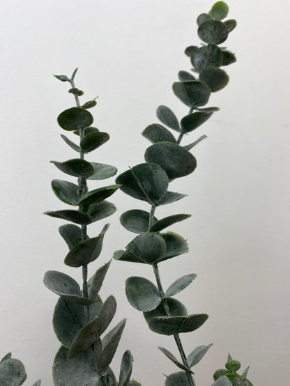 Eucalyptus Elegance Spray