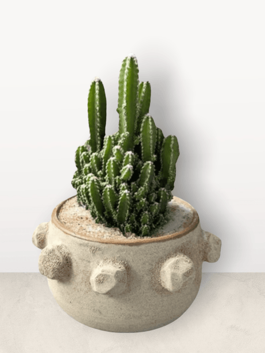 Fairytale Cacti In Shore-Washed Planter Succulent Garden