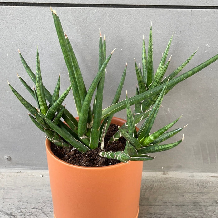 Francisii Wish List