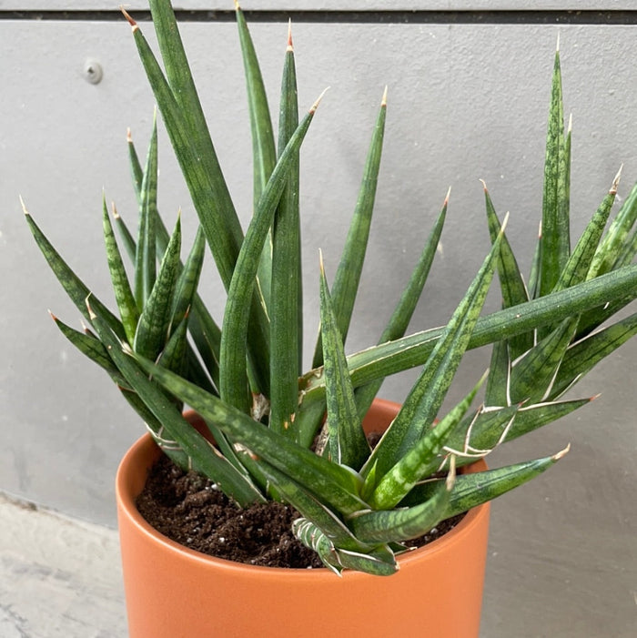 Francisii Wish List