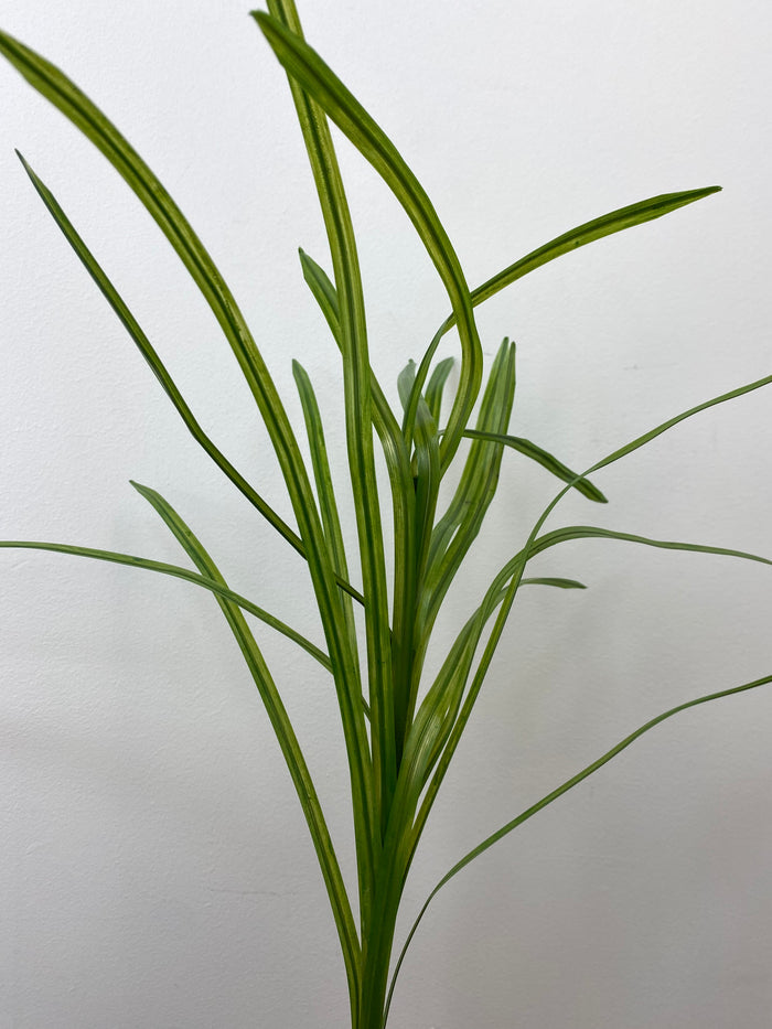 Green Flax Grass Spray