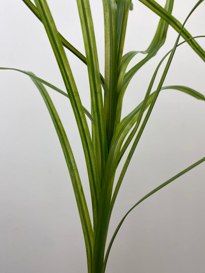Green Flax Grass Spray