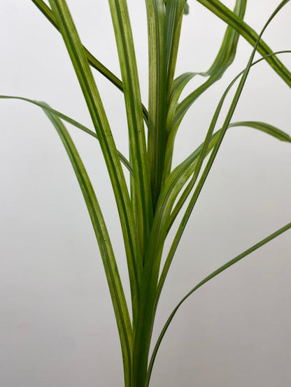 Green Flax Grass Spray