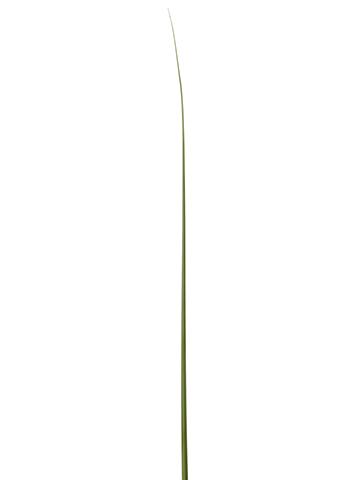 Green Grass Leaf - Sheet of 18