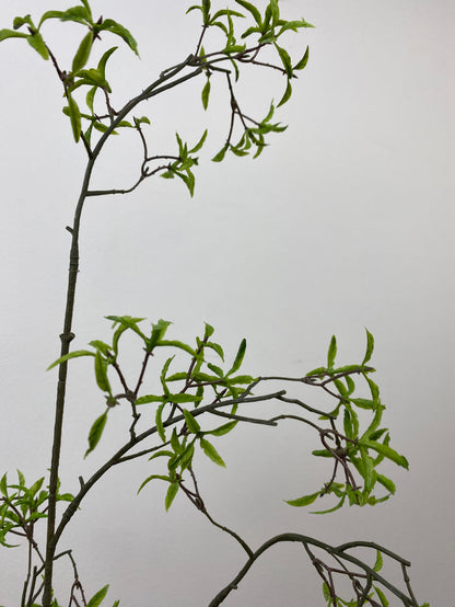 Green Mini Leaf Spray