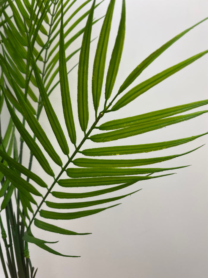 Green Palm Bush