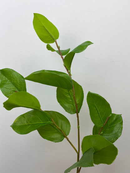 Green Salal Leaf Spray