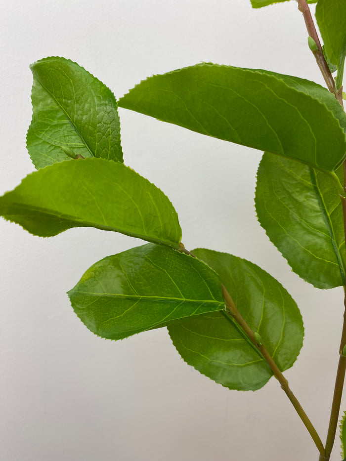 Green Salal Leaf Spray