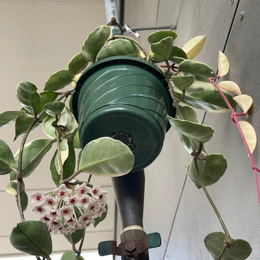 Hoya Crimson Queen Houseplant