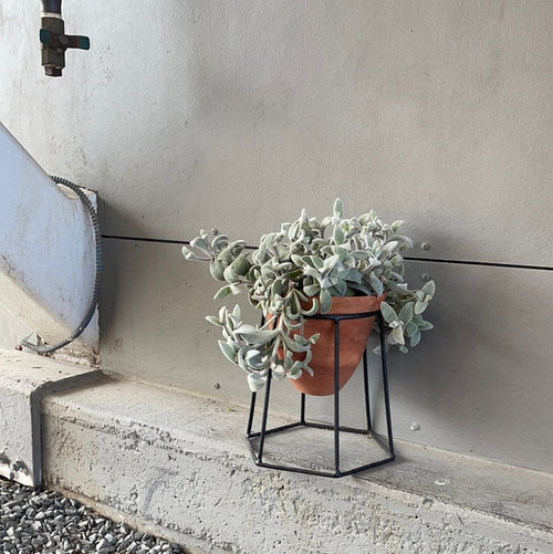 Kalonchoe In Terrabee Plant Stand Houseplant