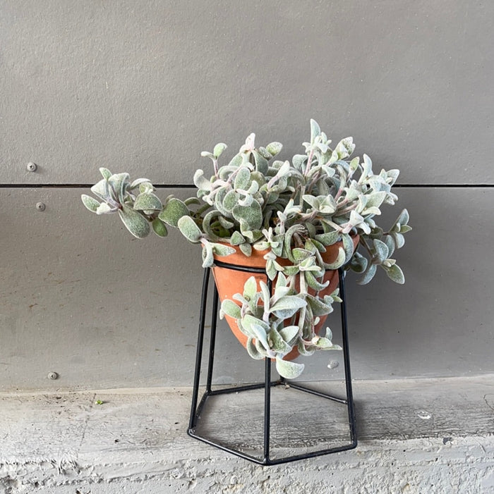Kalonchoe In Terrabee Plant Stand Houseplant