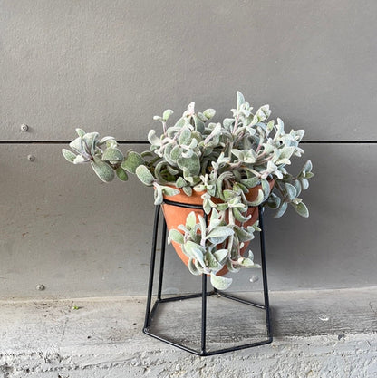 Kalonchoe In Terrabee Plant Stand Houseplant