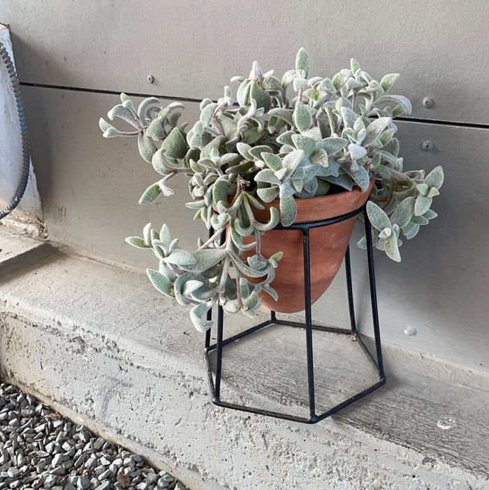 Kalonchoe In Terrabee Plant Stand Houseplant