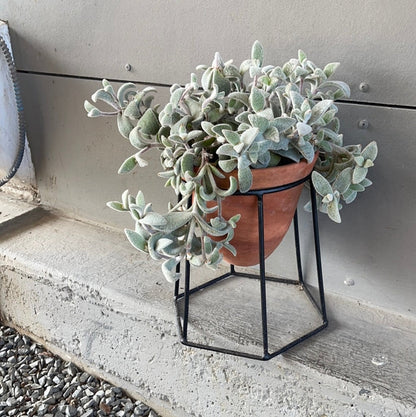Kalonchoe In Terrabee Plant Stand Houseplant