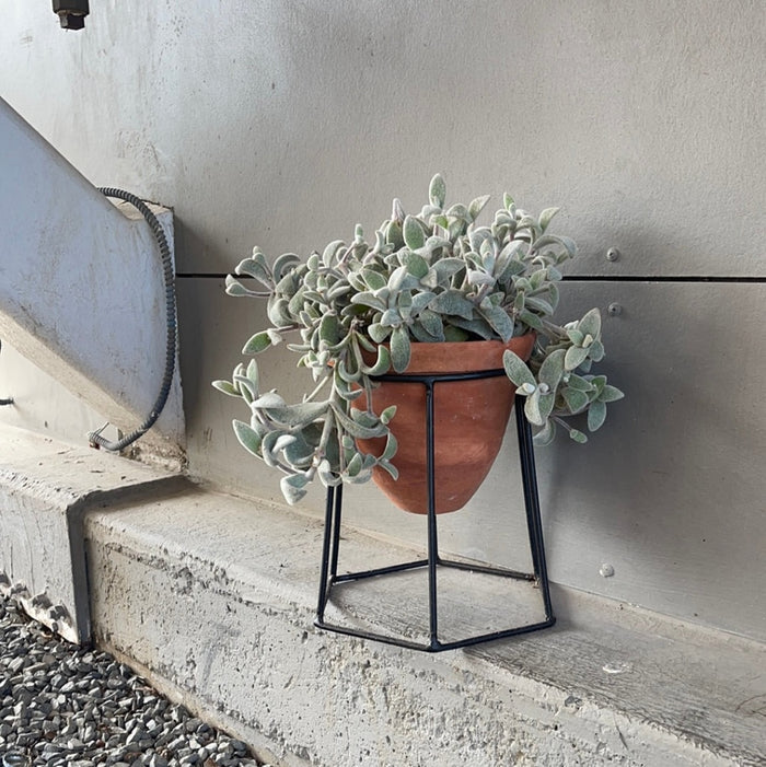 Kalonchoe In Terrabee Plant Stand Houseplant