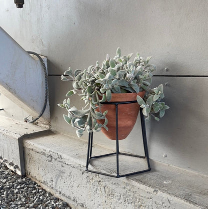 Kalonchoe In Terrabee Plant Stand Houseplant