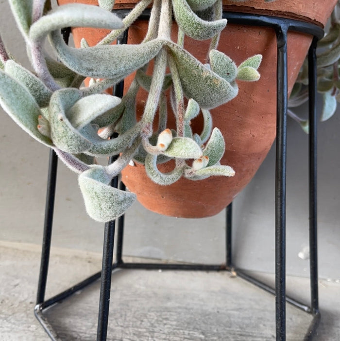 Kalonchoe In Terrabee Plant Stand Houseplant