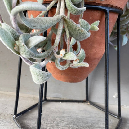 Kalonchoe In Terrabee Plant Stand Houseplant