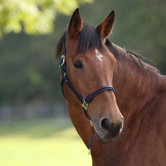 brown horse with a black leather halter against a blurred green background