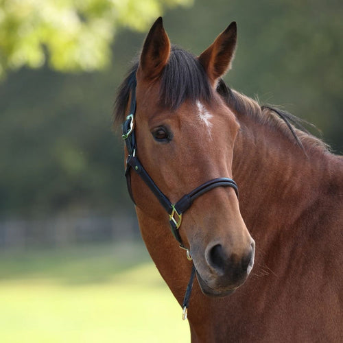 brown horse with a black leather halter against a blurred green background