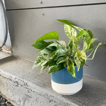 Marble Queen In Bermuda Planter Houseplant